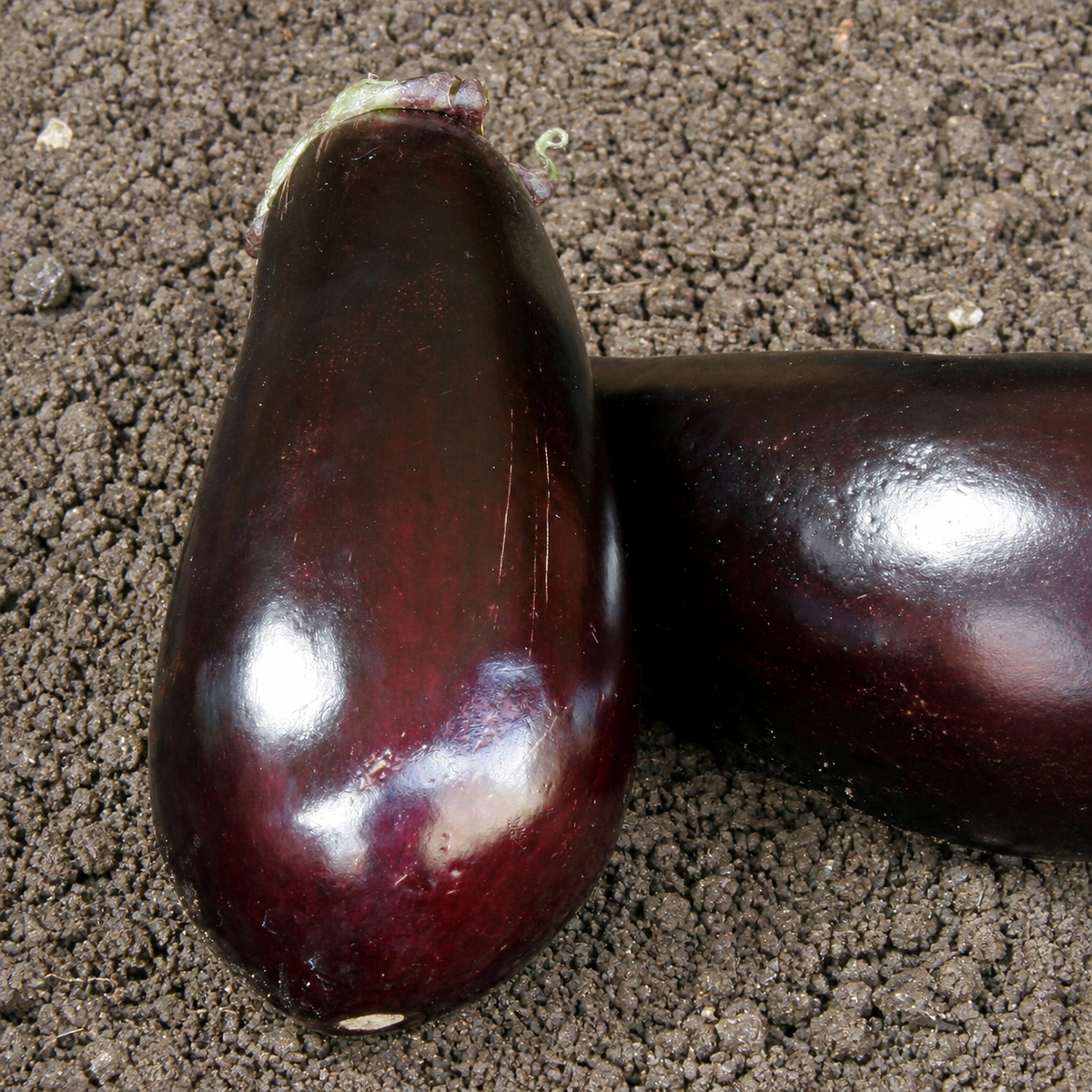 EGG FRUIT LONG PURPLE
