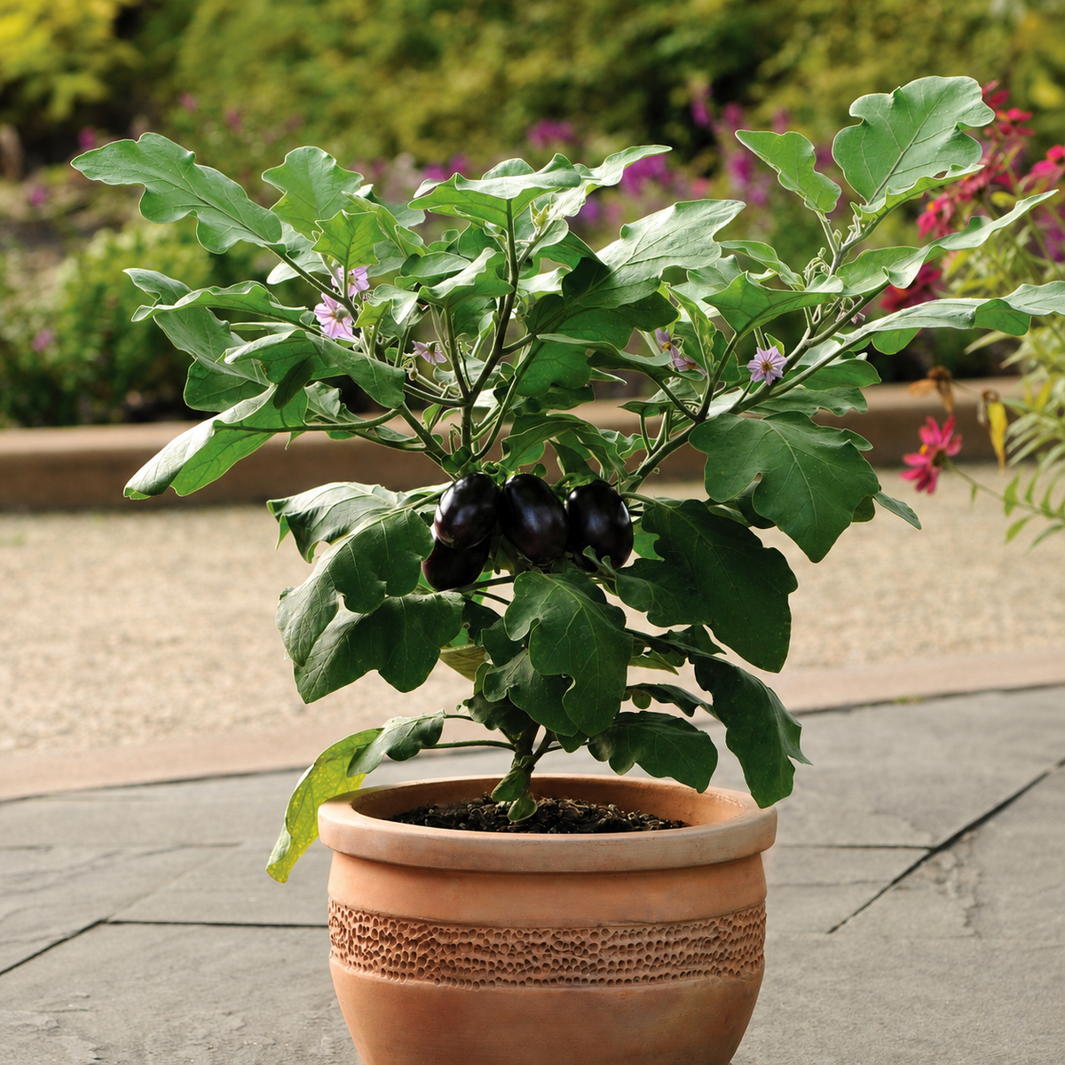 EGG FRUIT PATIO BABY