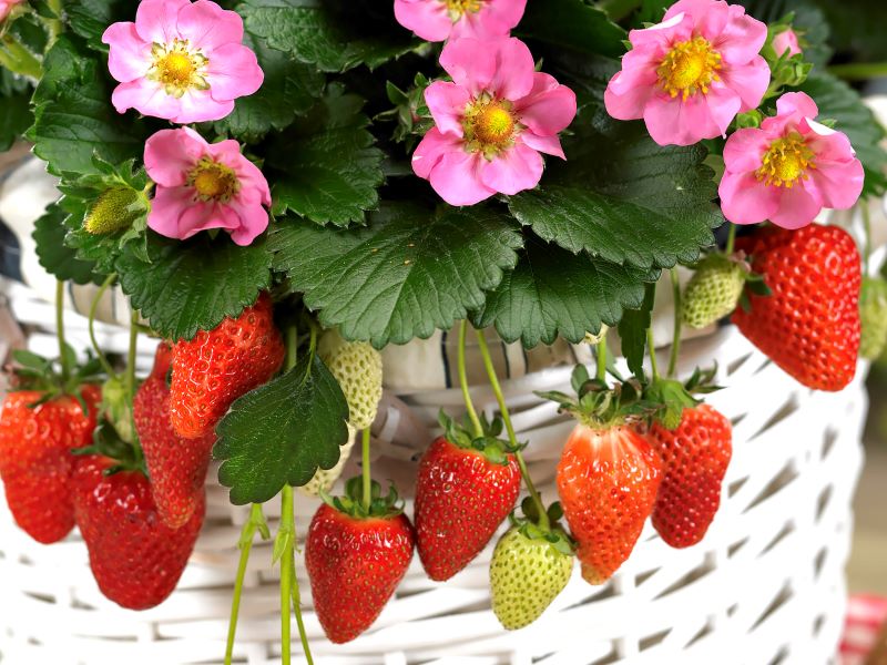 Strawberry F1 Gasana Seeds - Ubuntuberg Seeds product image