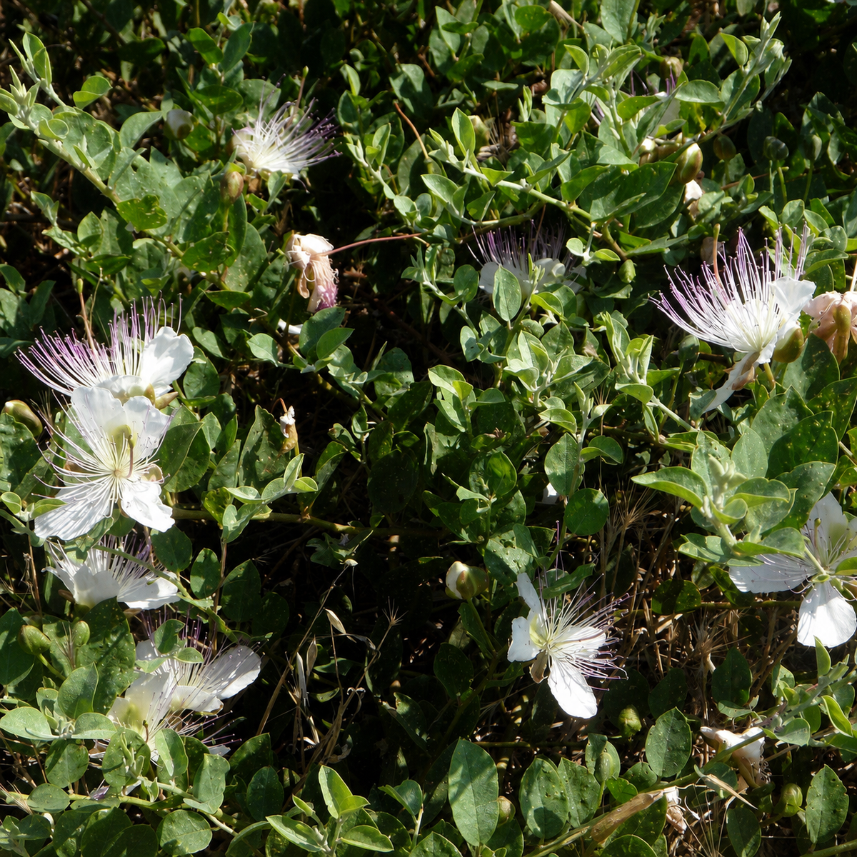 Ubuntuberg Caper Bush Seeds