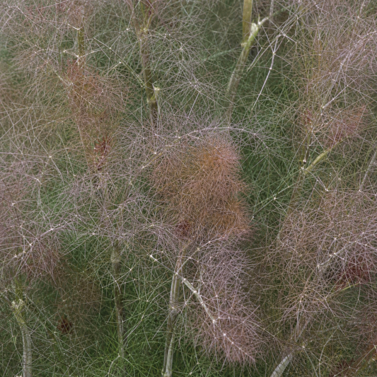 FENNEL SMOKEY BRONZE