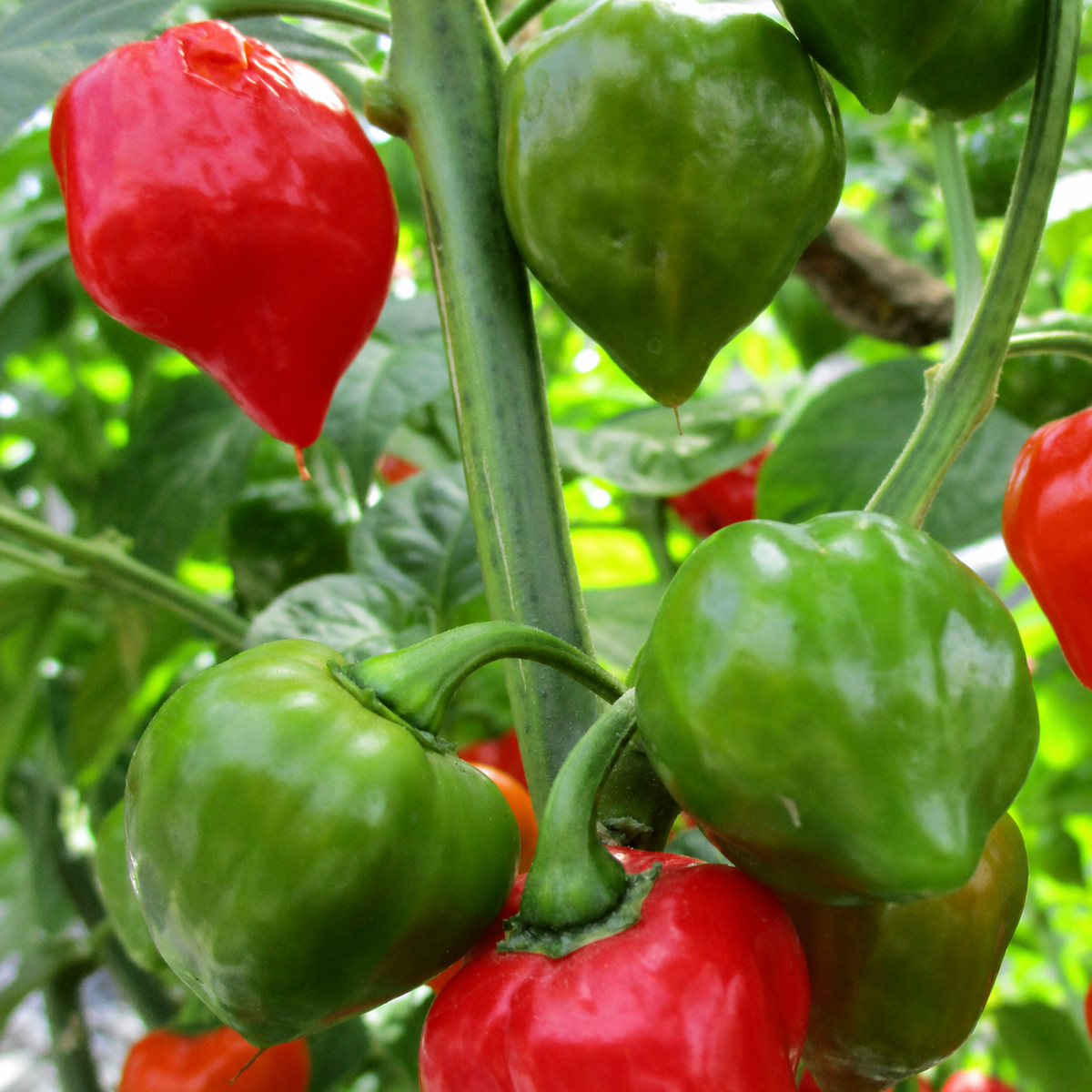 CAPSICUM HABANERO(VL