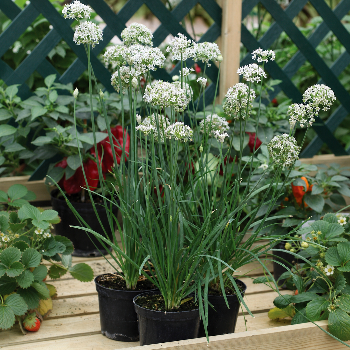 GARLIC CHIVES