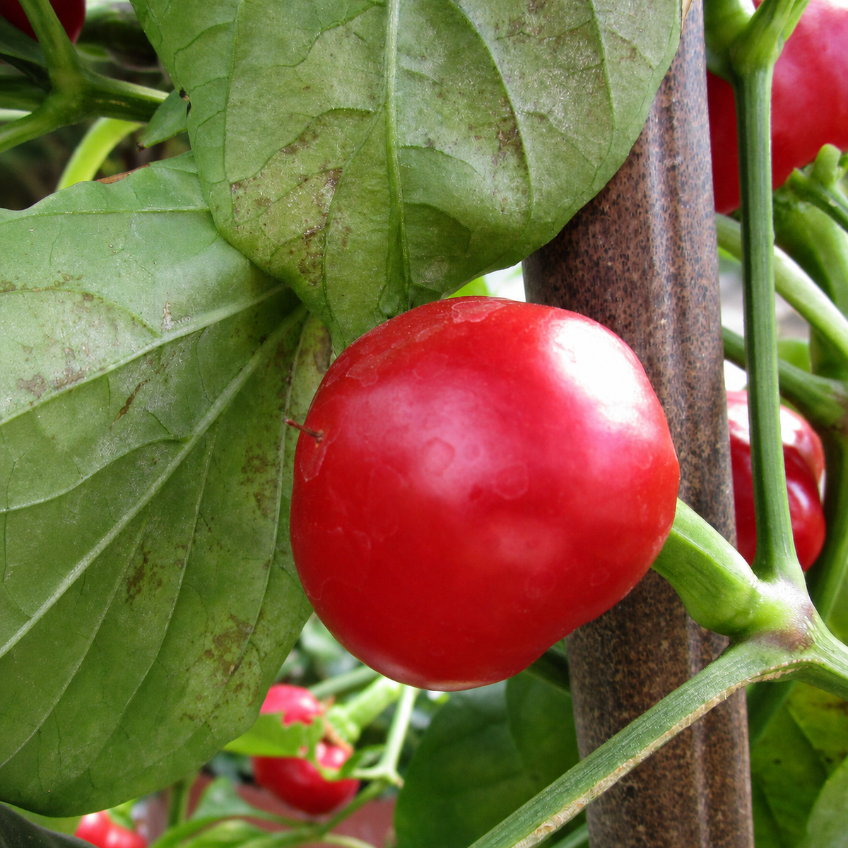 Capsicum Red Hot Cherry Seeds - Ubuntuberg Seeds product image