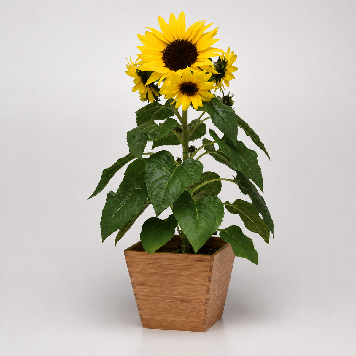 Sunflower Sunbuzz in pot