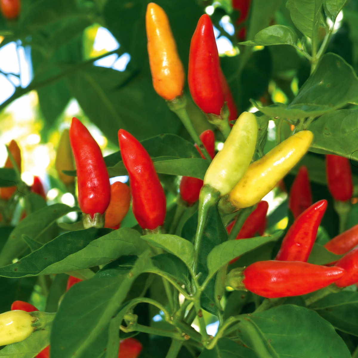 CAPSICUM TOBASCO(VL