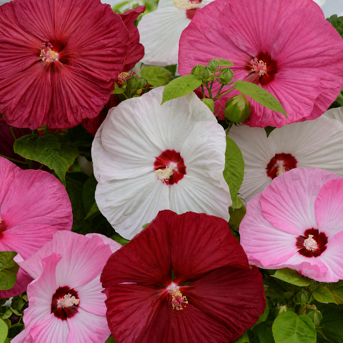Hibiscus Luna Mix