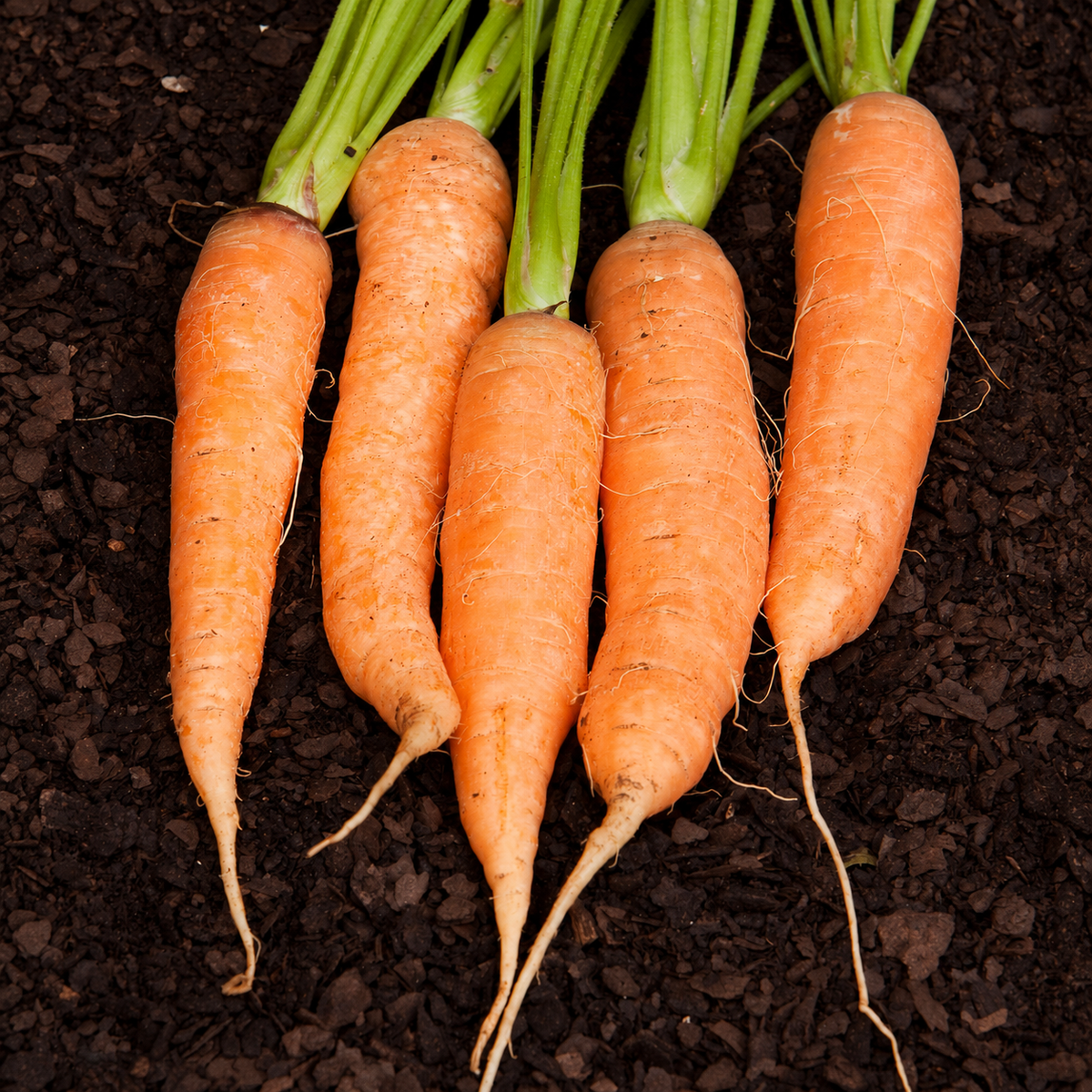CARROT CHANTENAY KAROO