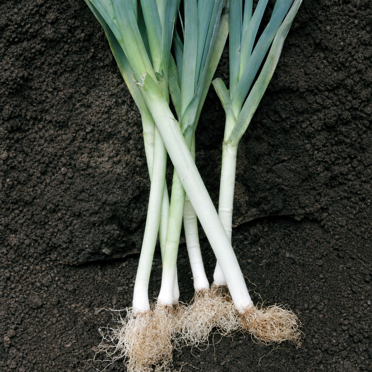 LEEKS CARENTAN