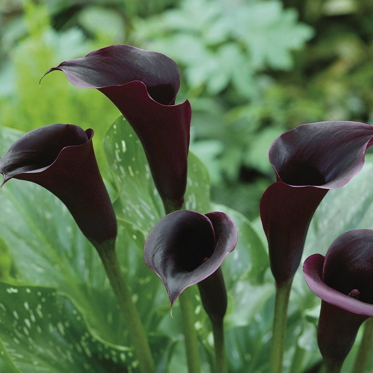 Hadeco Zantedeschia - Black Panther - 1 bulbs