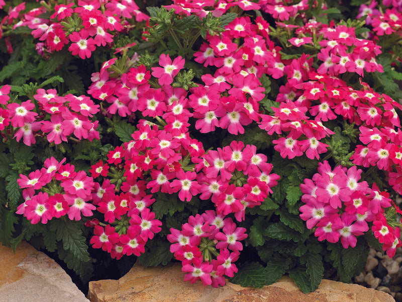 Verbena Tuscany Rose With White Eye