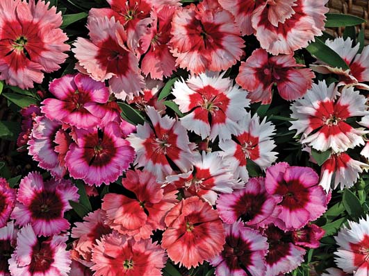 DIANTHUS SUPER PARFAIT MIX