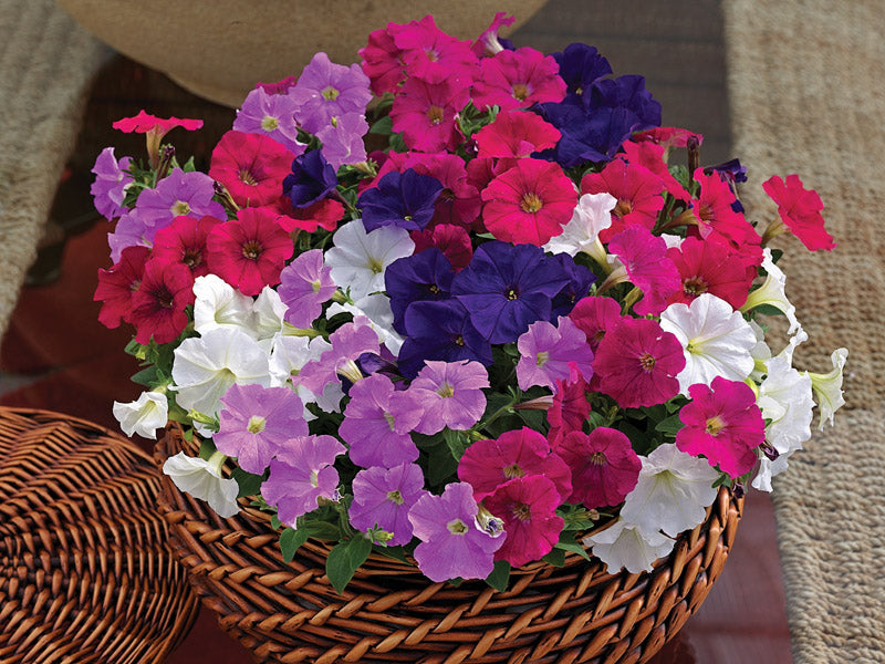 PETUNIA PICOBELLA MIXED