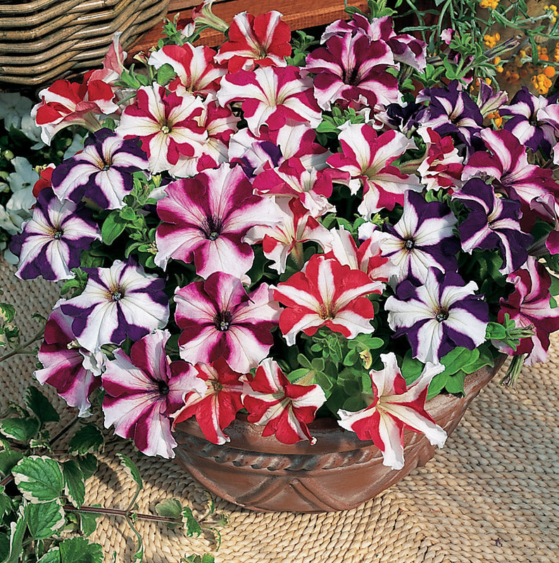 PETUNIA ULTRA STAR MIX