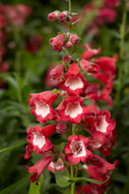 PENSTEMON ARABESQUE RED