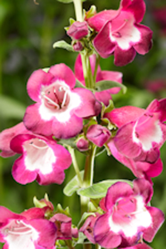 PENSTEMON ARABESQUE VIOLET