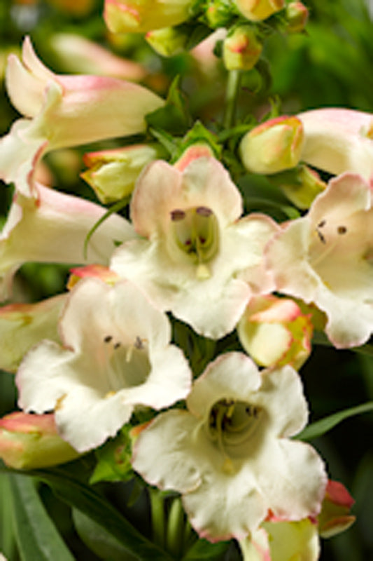 PENSTEMON ARABESQUE APPLEBLOSSOM