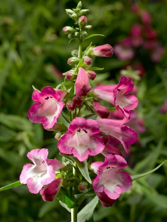 PENSTEMON ARABESQUE ORCHID