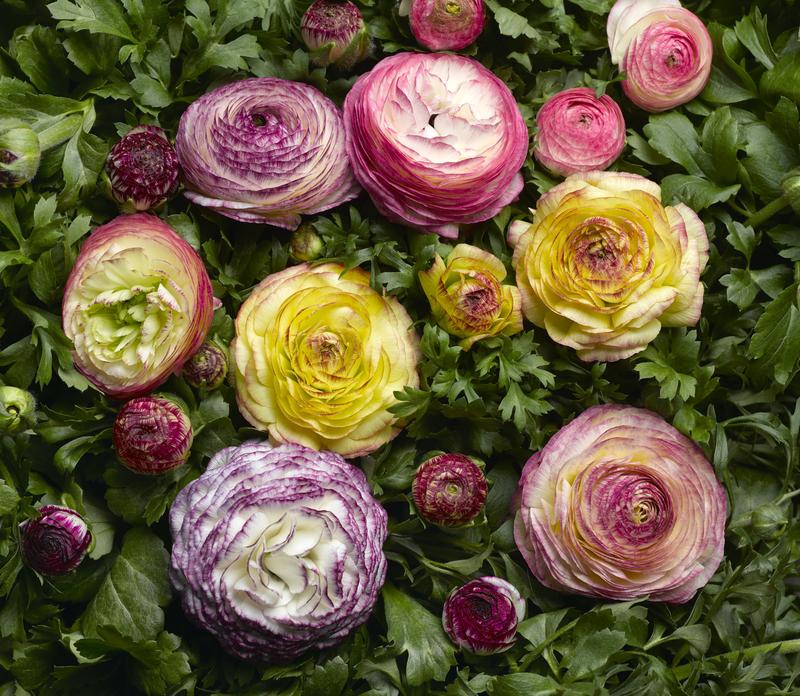 Ranunculus Mache Vanilla Rose Bicolour