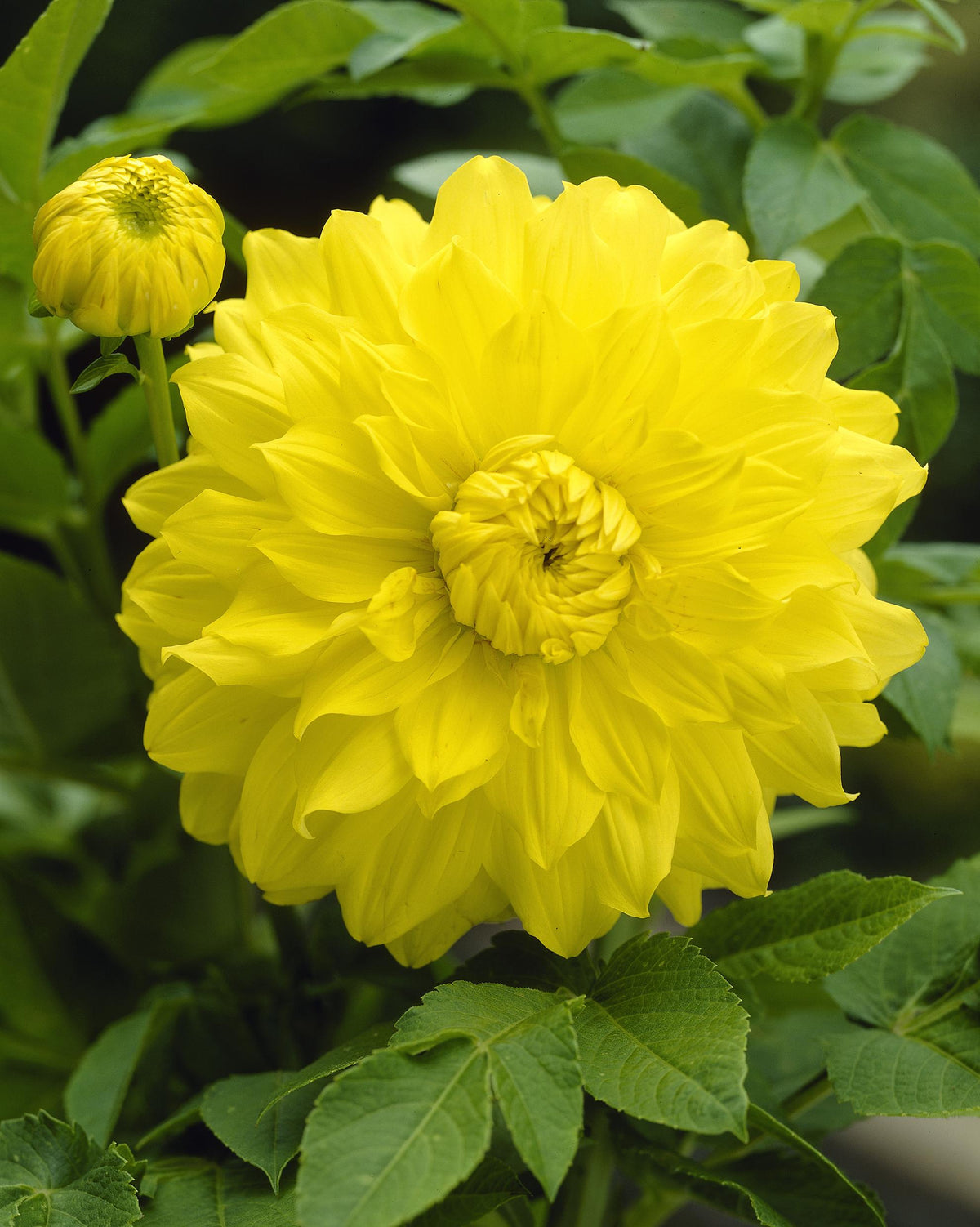Hadeco Dahlia Decorative - Yellow - 2 bulbs