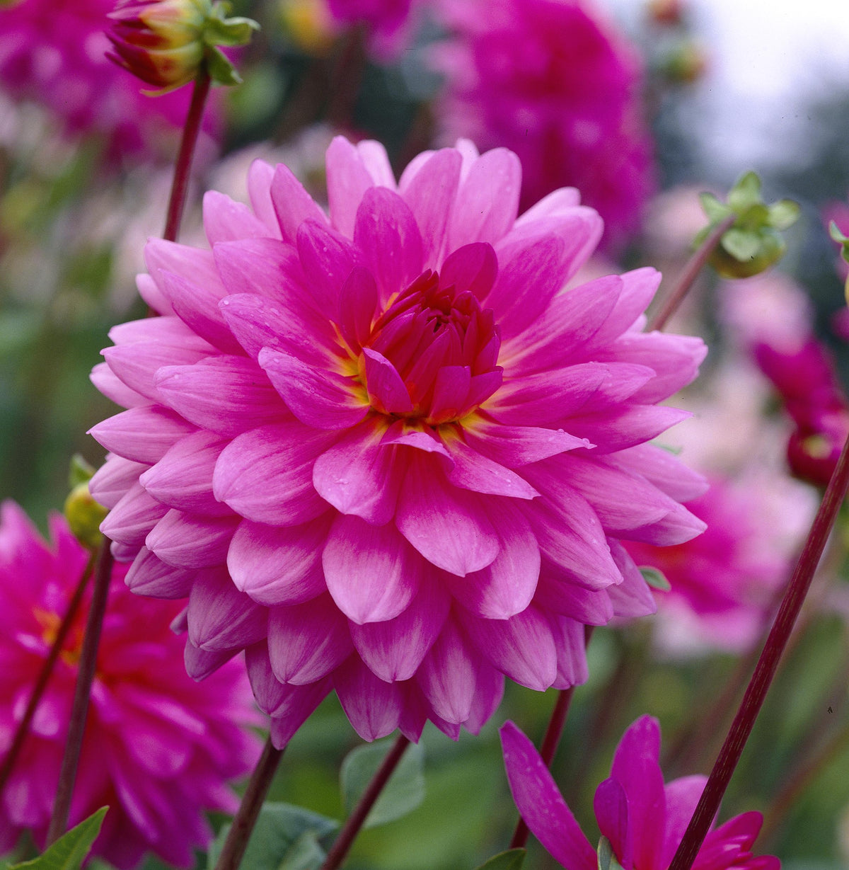 Hadeco Dahlia Decorative - Rosella - 1 bulb