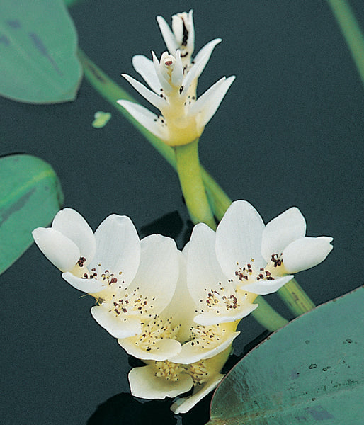 Hadeco Waterblommetjies - 5 bulbs pack