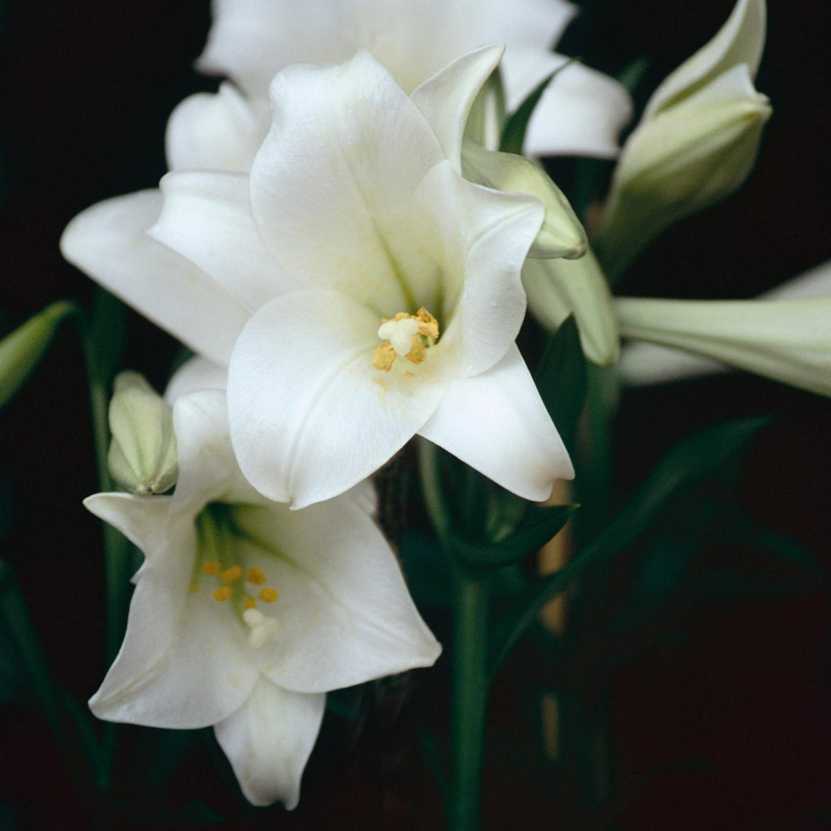 Hadeco Lilium Longiflorum - Snow Queen - 5 bulbs pack