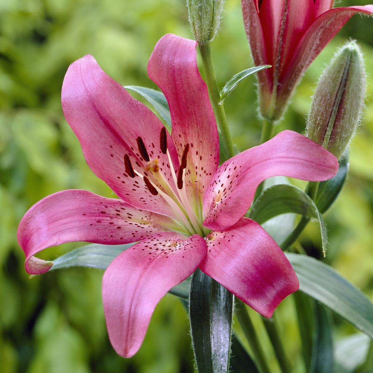 Hadeco Lilium Asiflorum - Pink - 5 bulbs pack