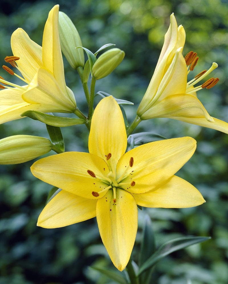 Hadeco Lilium Asiflorum - Yellow - 5 bulbs pack