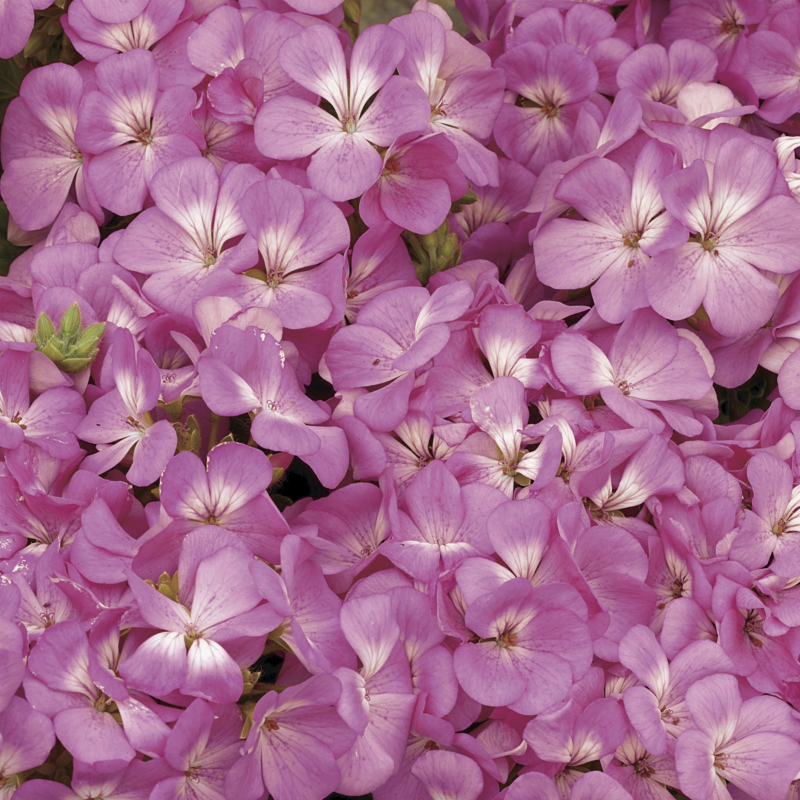 Geranium Multibloom Pink Seed - Compact Free-Flowering Perennial Seeds - Ubuntuberg Seeds product image