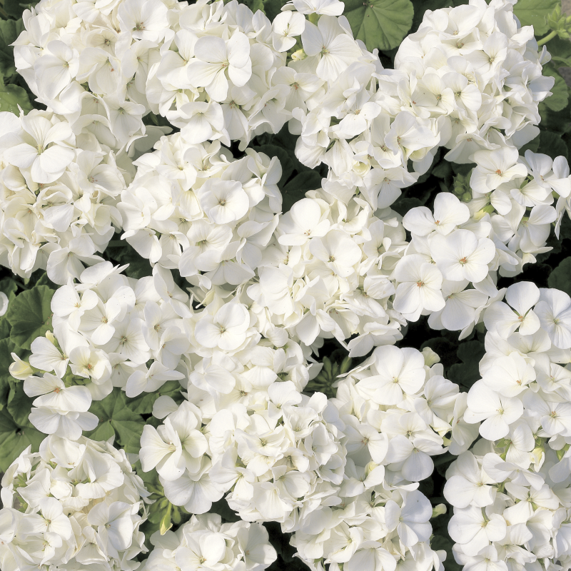 Geranium Multibloom White Seeds - Ubuntuberg Seeds product image