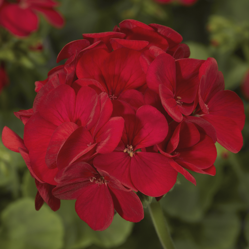 Geranium Multibloom Red Seeds - Ubuntuberg Seeds product image