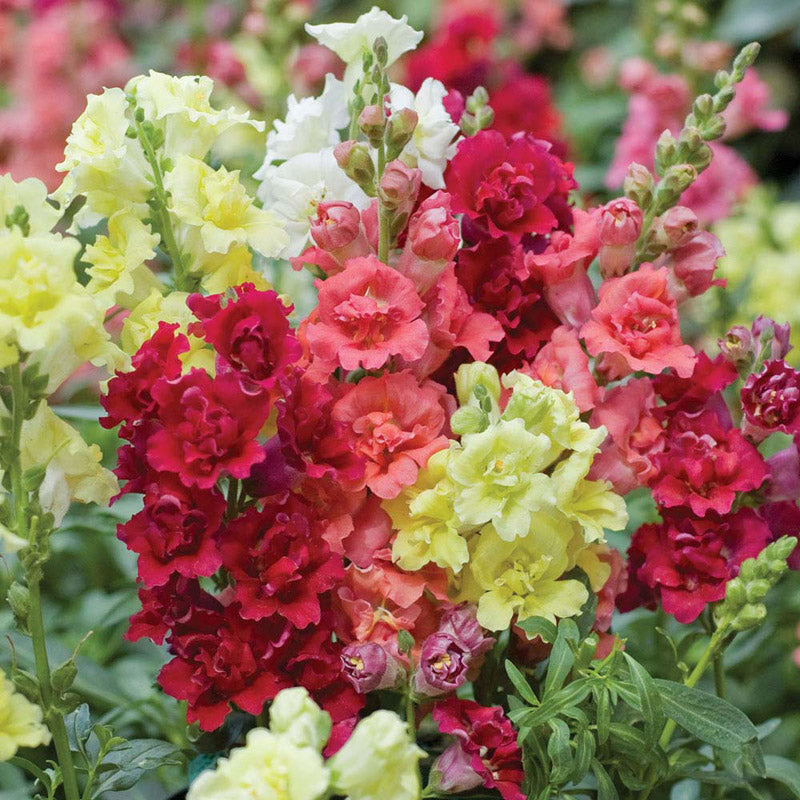 Antirrhinum Madame Butterfly Mix Seeds - Ubuntuberg Seeds product image