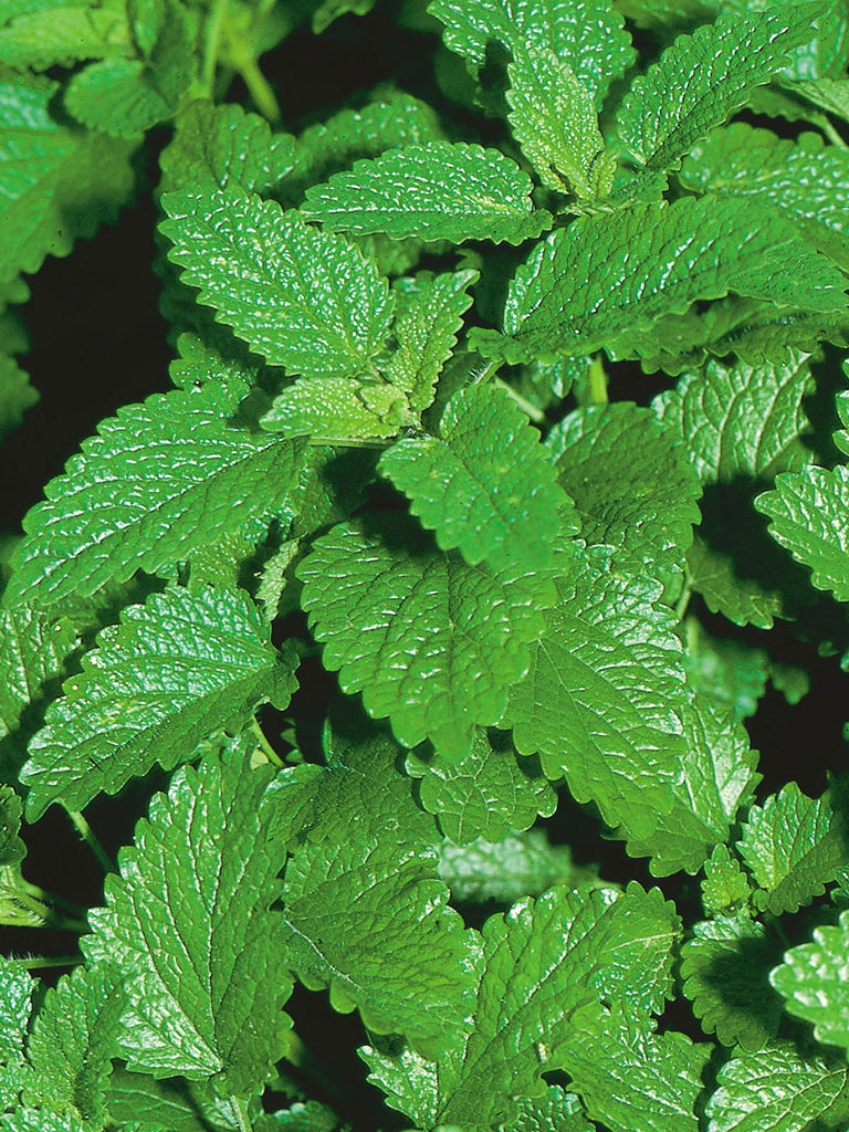 LEMON BALM