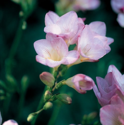 Hadeco Freesias - Lilac - 25 bulbs pack