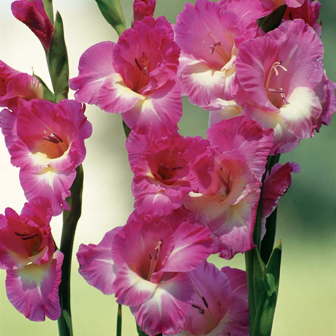 Hadeco Gladioli - Purple Blue - 10 bulbs
