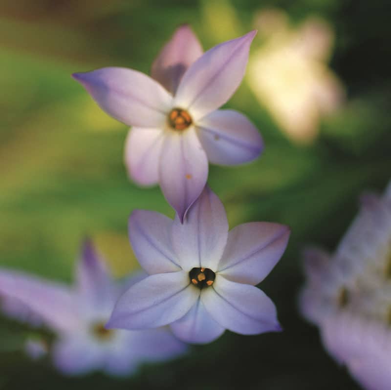 Hadeco Ipheion Value Pack - 200 bulbs pack
