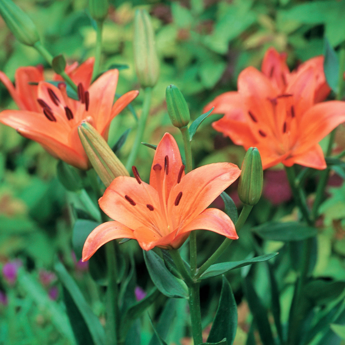 Hadeco Lilium Asiatic - Orange - 5 bulbs pack