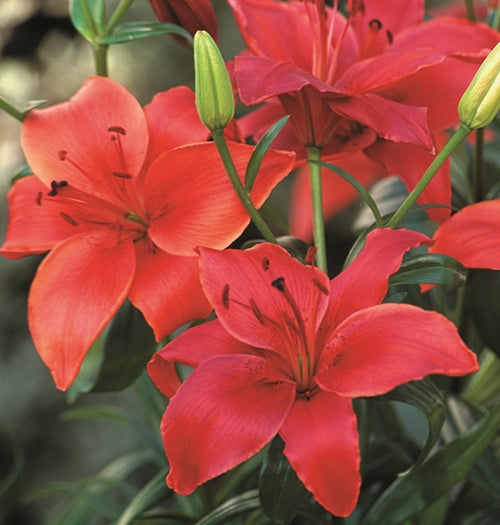 Hadeco Lilium Asiatic - Orange-Red - 5 bulbs pack