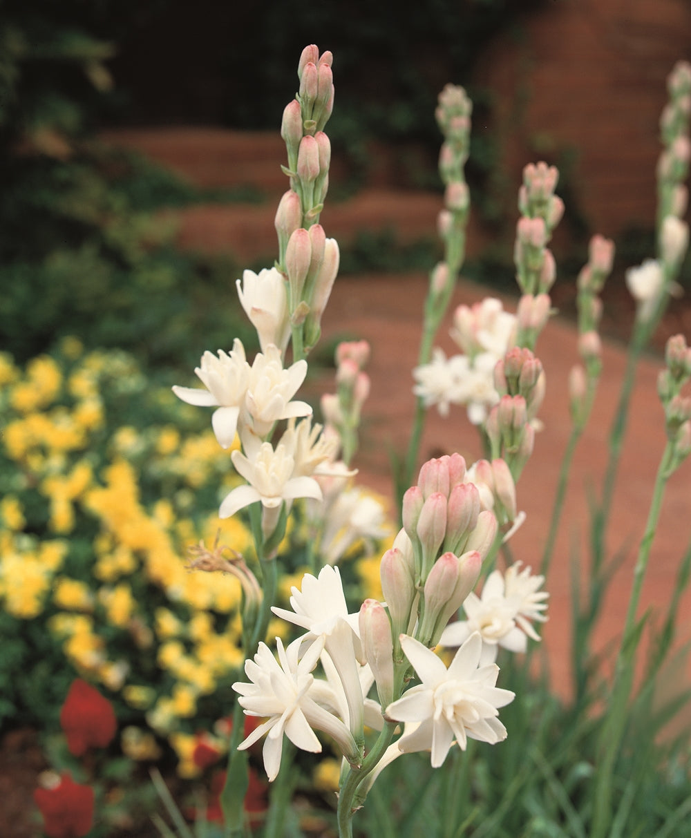 Hadeco Polianthes - The Pearl - 15 bulbs