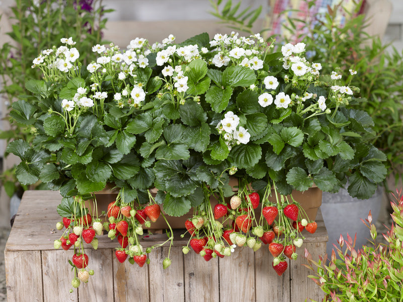 Strawberry Summer Breeze Snow Seedlings