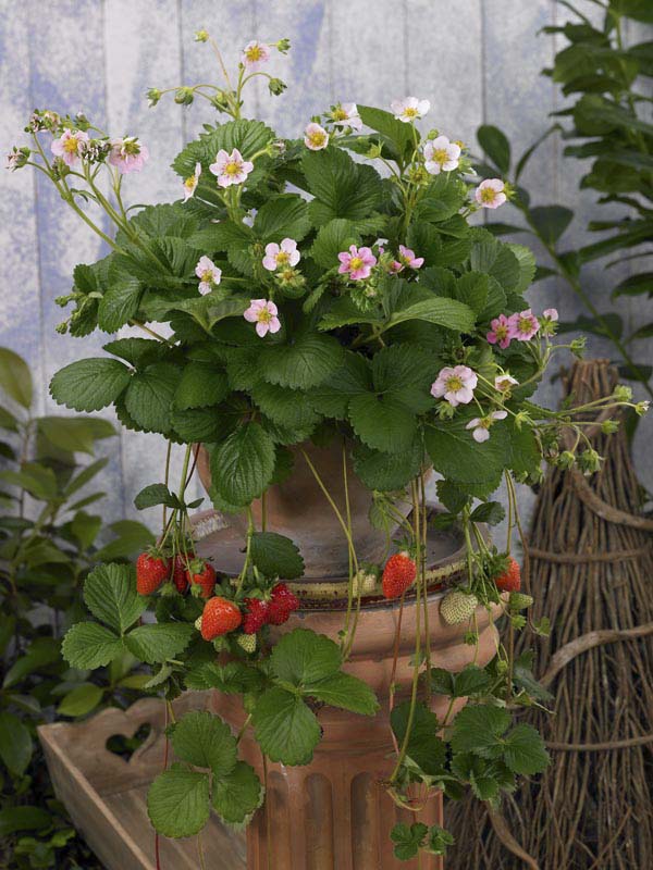 strawberry seeds south africa Strawberry F1 Roman Seeds – GARDENING.co.za