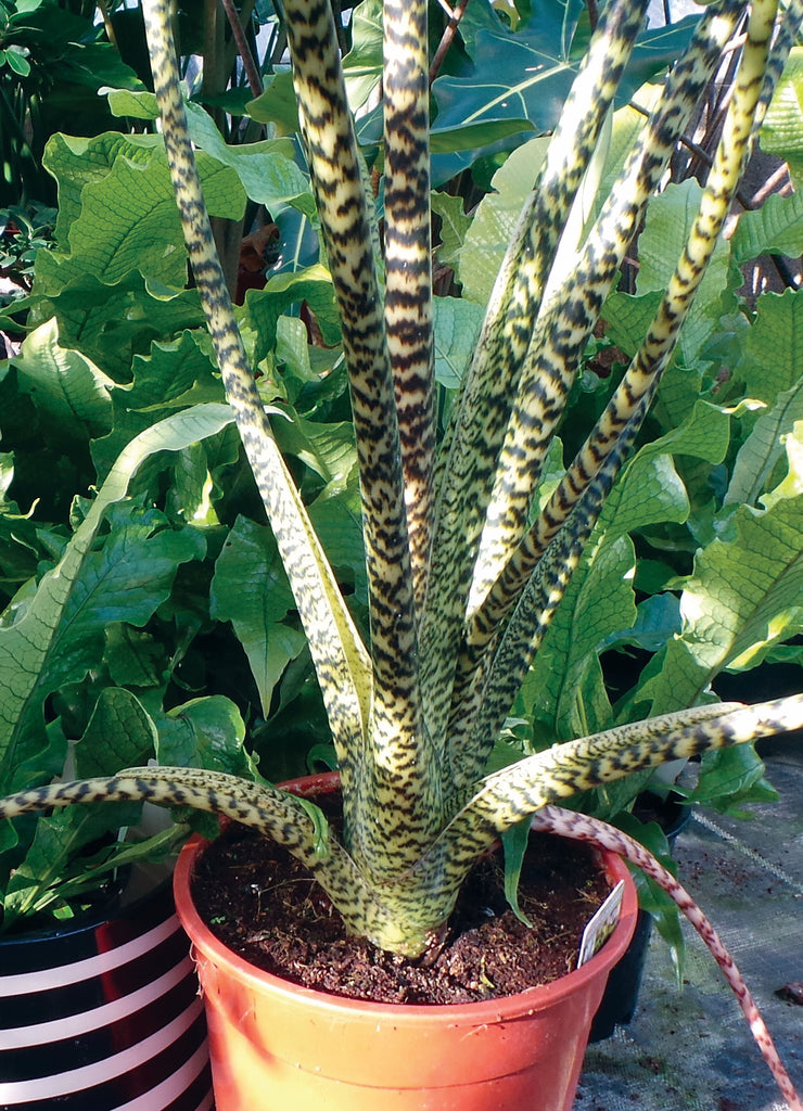 Alocasia Zebrina