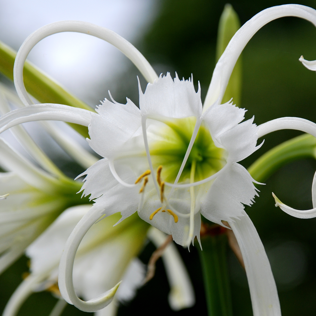 Hadeco Hymenocallis Advance Large - 5 bulbs