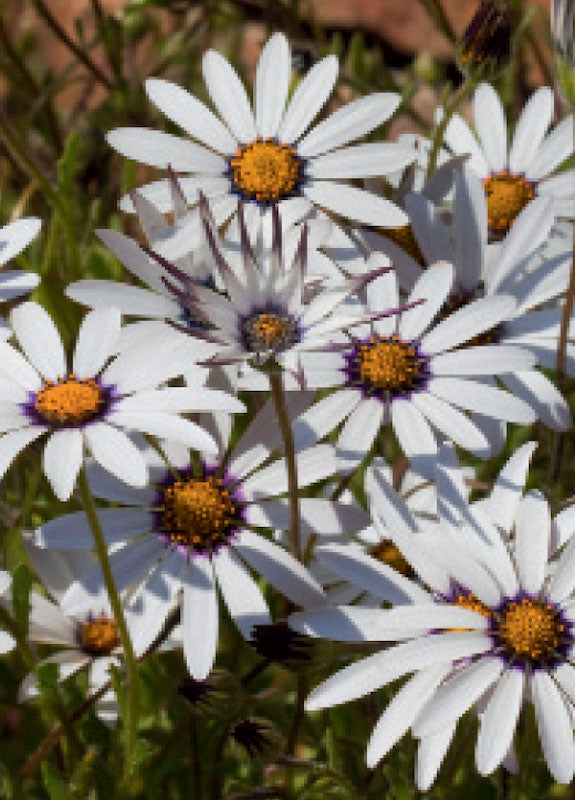 AFRICAN DAISY GLISTENING WHITE