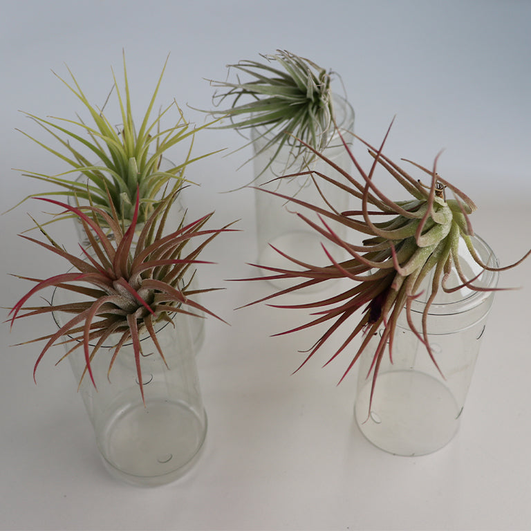 air plants south africa Tillandsia Air Plant / Air Tree – GARDENING.co.za