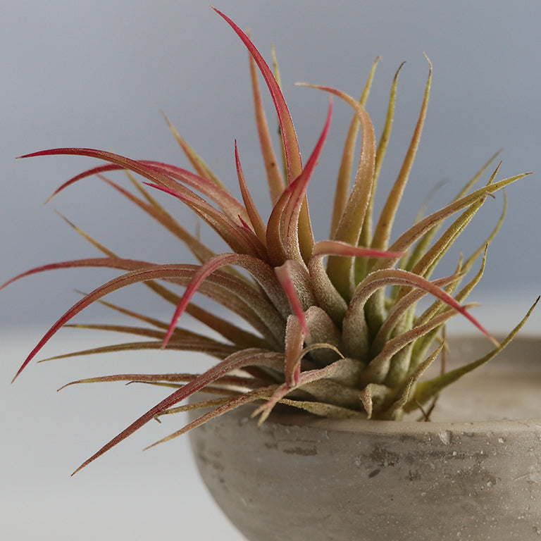 south african air plants Tillandsia Air Plant / Air Tree – GARDENING.co.za