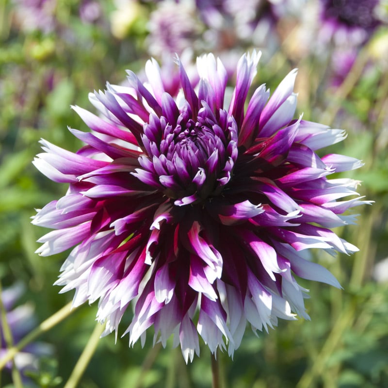 Alauna Dahlia Bulbs – GARDENING.co.za
