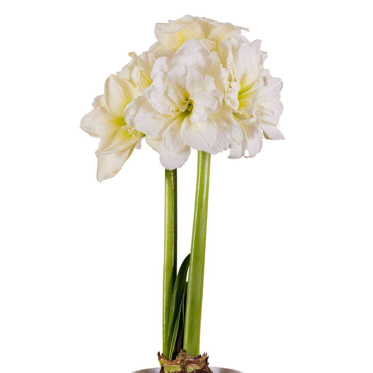Hadeco Amaryllis Sonata Double - Alfresco - 2 bulbs