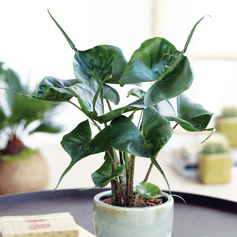 Alocasia Stingray